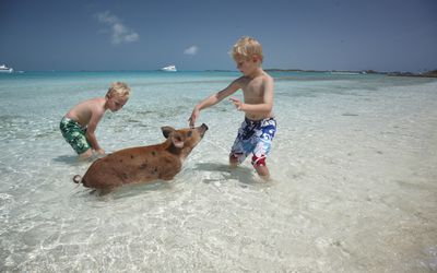 exumas-bahamas-pigs-PIGBEACH0517-9ae82a9aa90d4c6f849ee1cfa0ee053c