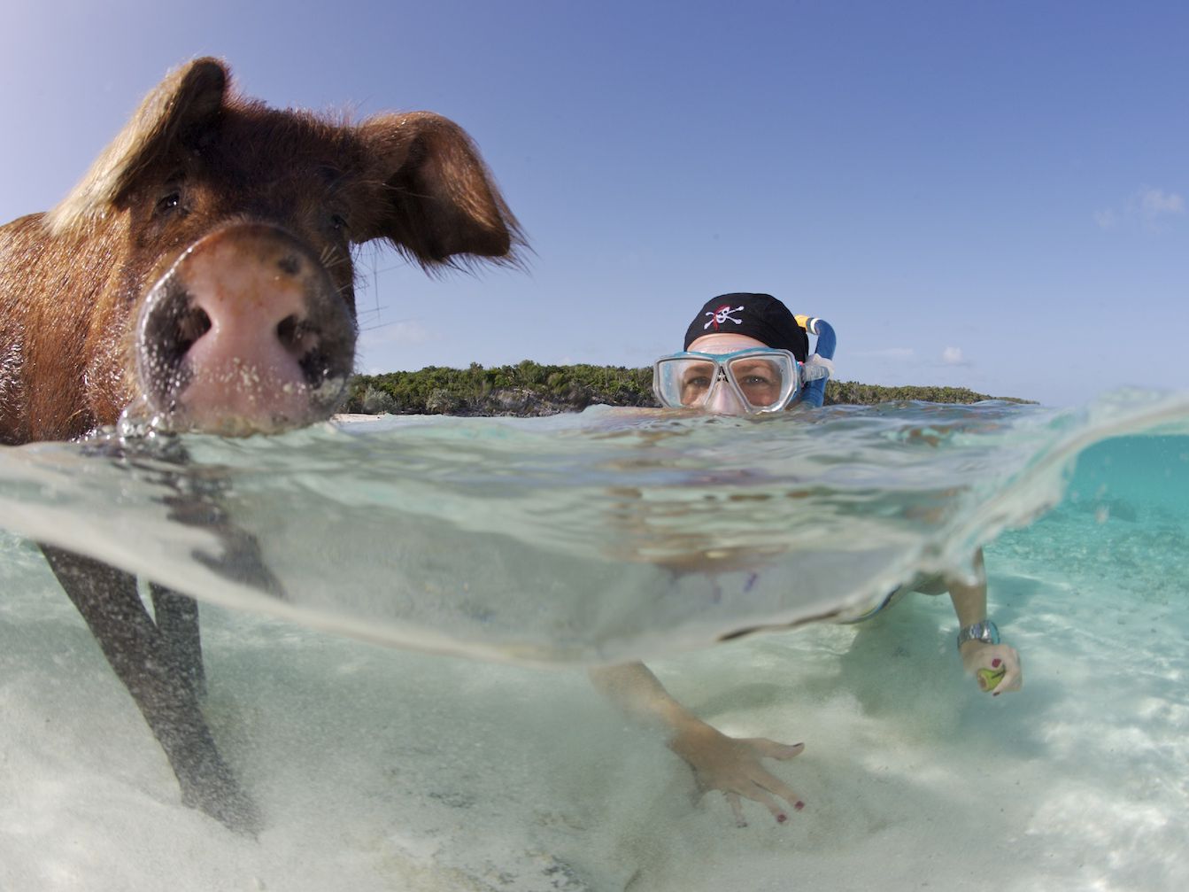 Rose Island Pigs Cruise Excursion Will Make Your Vacation Unforgettable