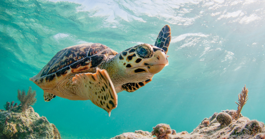 Cruise to Paradise: Green Cay Snorkeling Bahamas