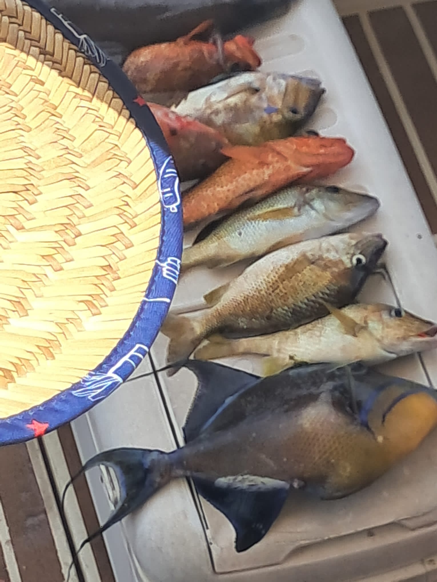 Hands holding a freshly caught reef fish on the boat's deck